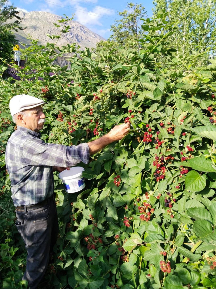 Erzincan'da hasadı başladı: Kimyasal kullanmadan dondurulup kurutuluyor - Fotoğraf: 3